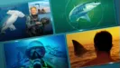 A collage of four underwater and ocean-themed panels featuring scuba divers and sharks, including a hammerhead shark, a shark targeted on a green radar screen, and a person watching a shark fin break the water at sunset.