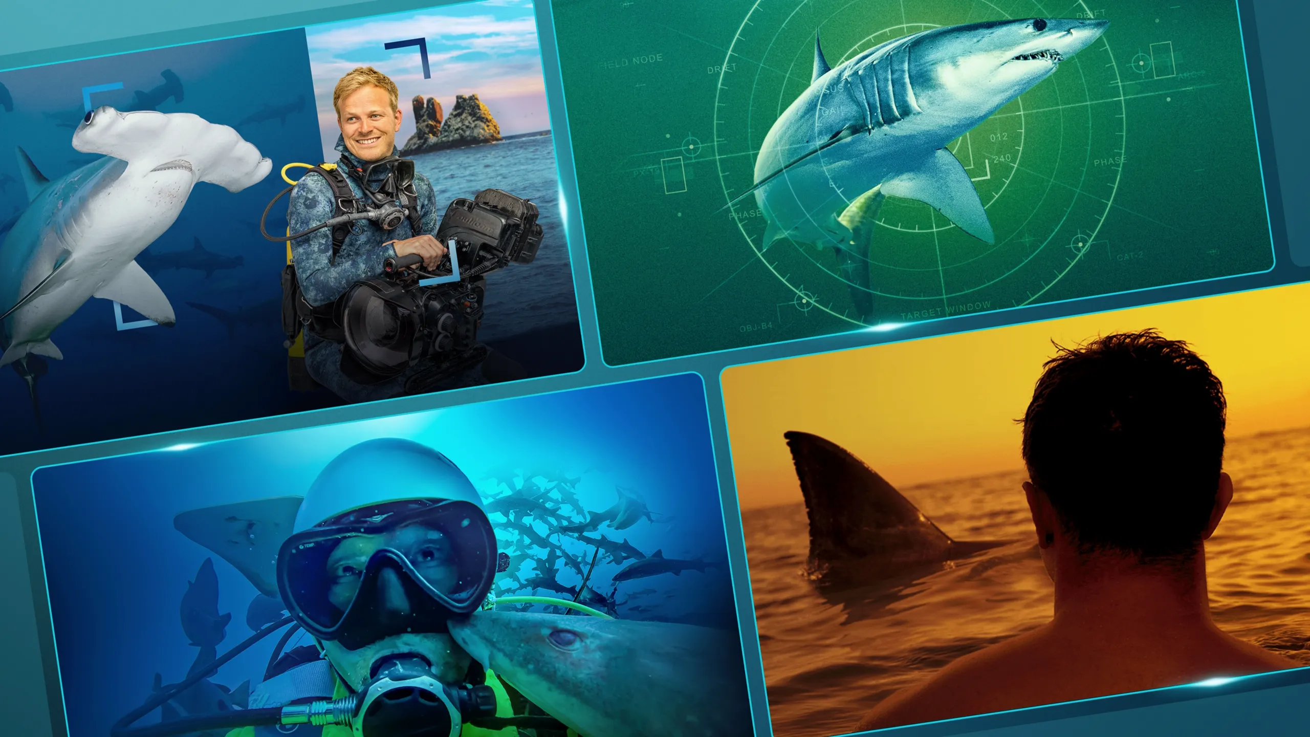 A collage of four underwater and ocean-themed panels featuring scuba divers and sharks, including a hammerhead shark, a shark targeted on a green radar screen, and a person watching a shark fin break the water at sunset.