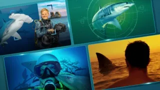 A collage of four underwater and ocean-themed panels featuring scuba divers and sharks, including a hammerhead shark, a shark targeted on a green radar screen, and a person watching a shark fin break the water at sunset.