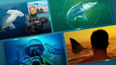 A collage of four underwater and ocean-themed panels featuring scuba divers and sharks, including a hammerhead shark, a shark targeted on a green radar screen, and a person watching a shark fin break the water at sunset.