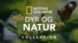 thumbnail - National Geographic Dyr og natur