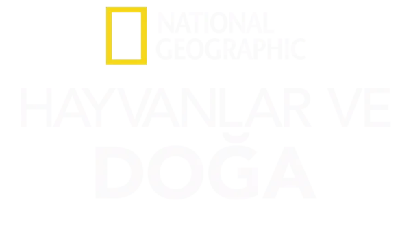 National Geographic Hayvanlar ve Doğa
