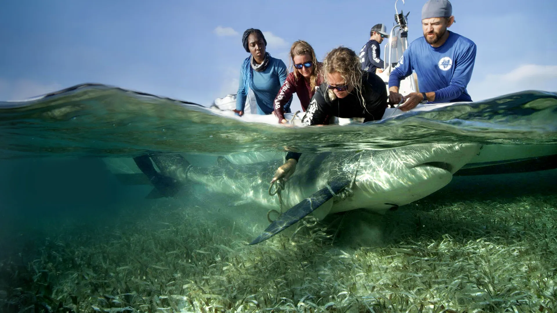 An over-under water shot showing a research team on a boat handling a large shark just beneath the surface in shallow, clear water over a seagrass bed.