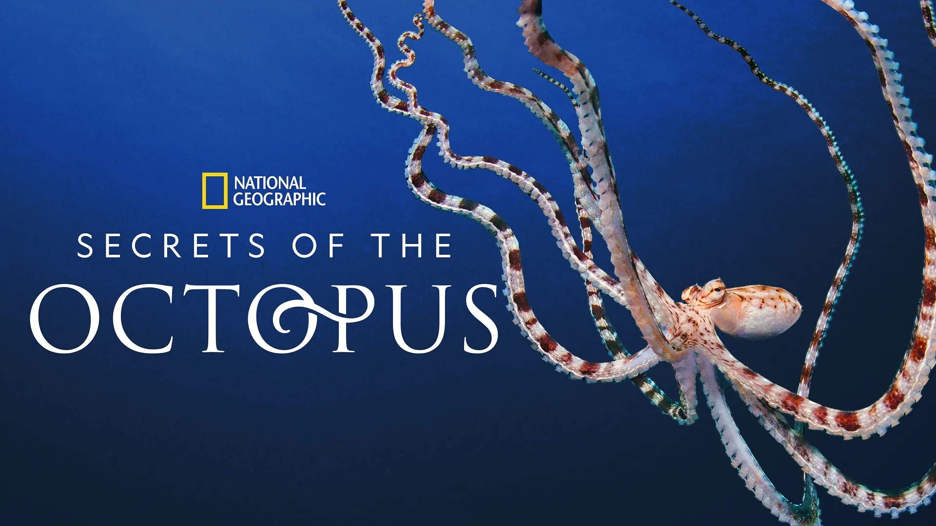 Promotional hero image for the National Geographic documentary, Secrets of the Octopus