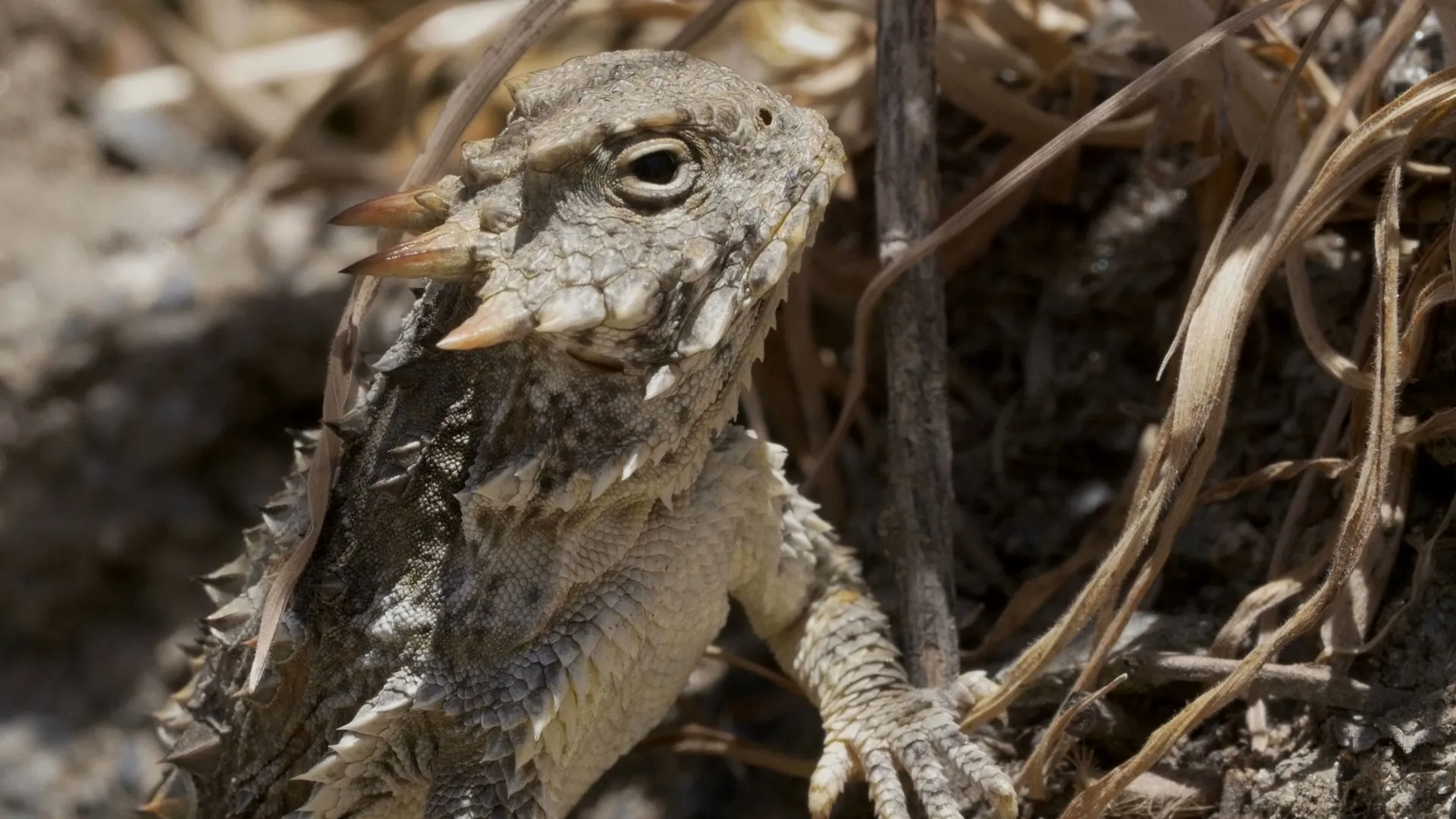 Close-up shot of a horned lizard.