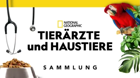 thumbnail - Tierärzte und Haustiere