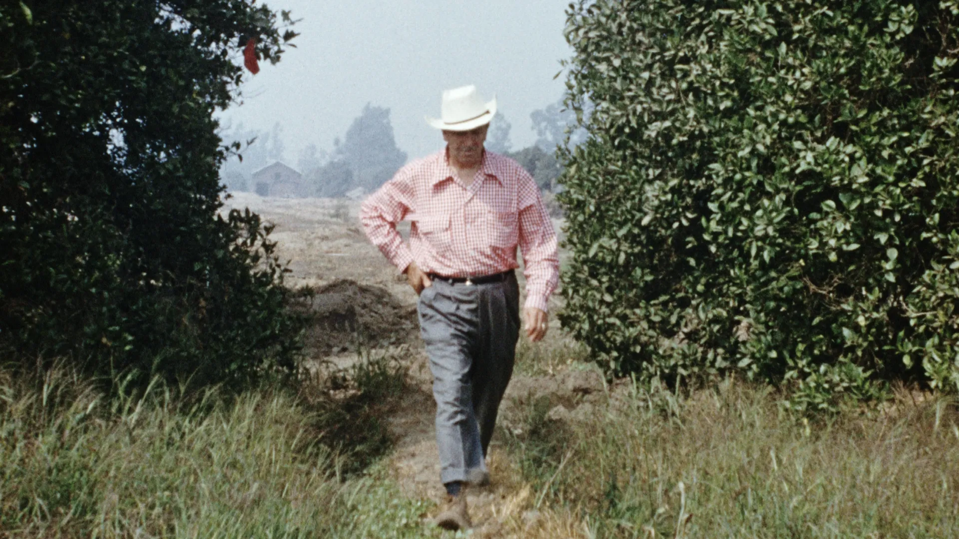 A photo from 1953 captures Walt Disney pacing off an orange grove that would soon become the location of Disneyland. 