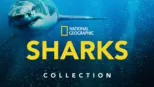 thumbnail - National Geographic Sharks