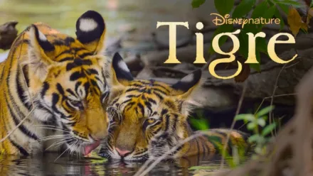 thumbnail - Tigre