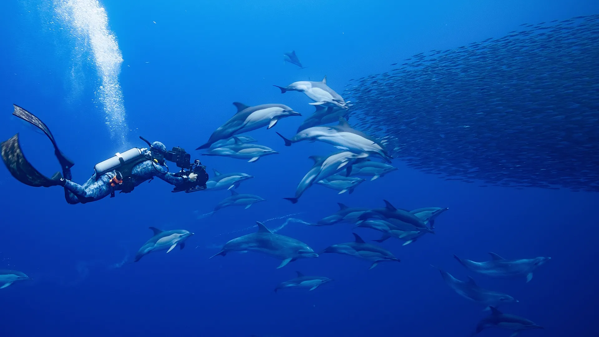 Bertie Gregory films Dolphins during a feed under the ocean.