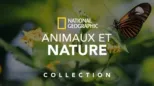 thumbnail - National Geographic : Animaux et nature