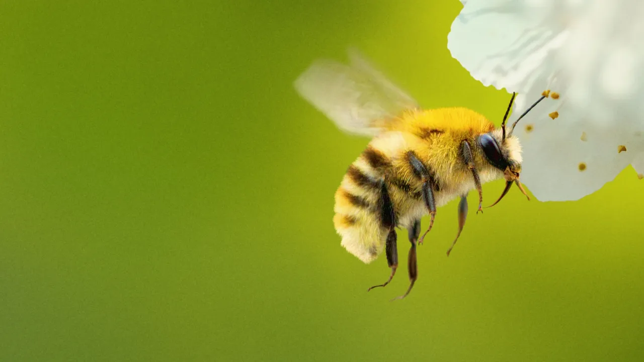This image features a bumblebee, specifically a Bombus species, in flight near a flower. Secrets Of The Bees, National Geographic.