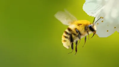 This image features a bumblebee, specifically a Bombus species, in flight near a flower. Secrets Of The Bees, National Geographic.