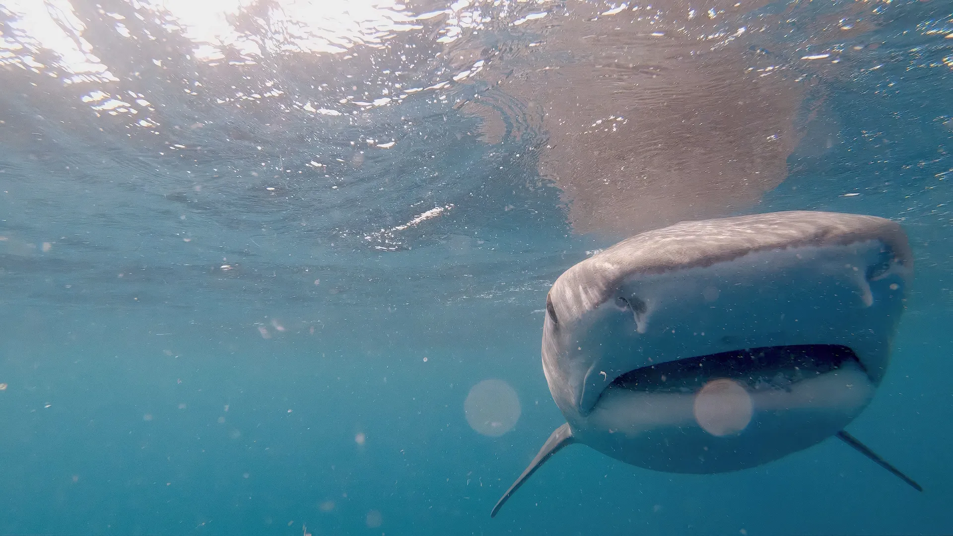 An underwater close-up shot of a large tiger shark swimming directly toward the camera just beneath the sunlit surface of the ocean.