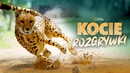 thumbnail - Kocie rozgrywki