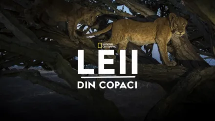 thumbnail - Leii din copaci