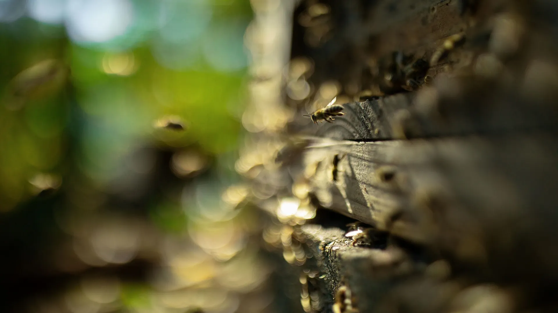 TheHive_SecretsOfTheBees