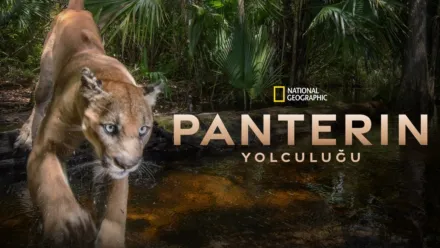 thumbnail - Path of the Panther