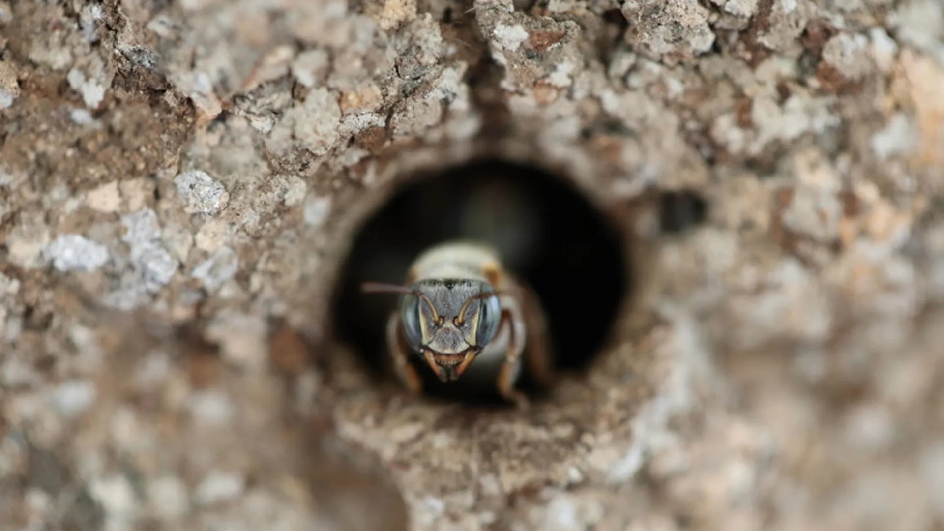 The image depicts a stingless bee, likely from the Melipona genus, frequently found in Central and South America. Secrets Of The Bees, National Geographic
