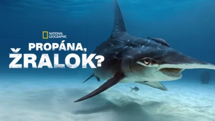 thumbnail - Propána, žralok?