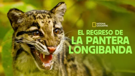 thumbnail - El regreso de la pantera longibanda