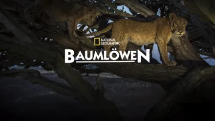 thumbnail - Baumlöwen: Rückkehr nach Uganda