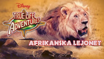 thumbnail - Afrikanska lejonet