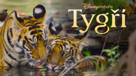 thumbnail - Tygři
