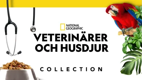 thumbnail - Veterinärer och husdjur
