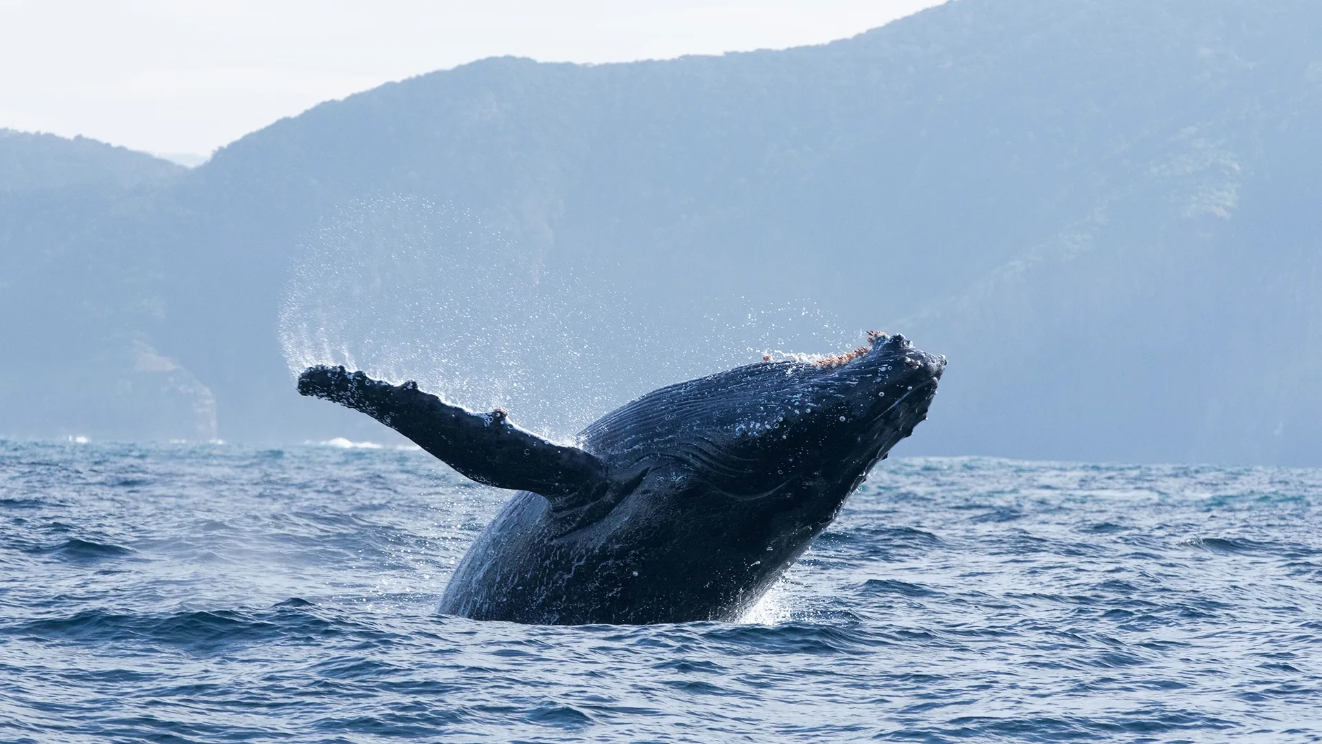 Ocean With David Attenborough Wonderland