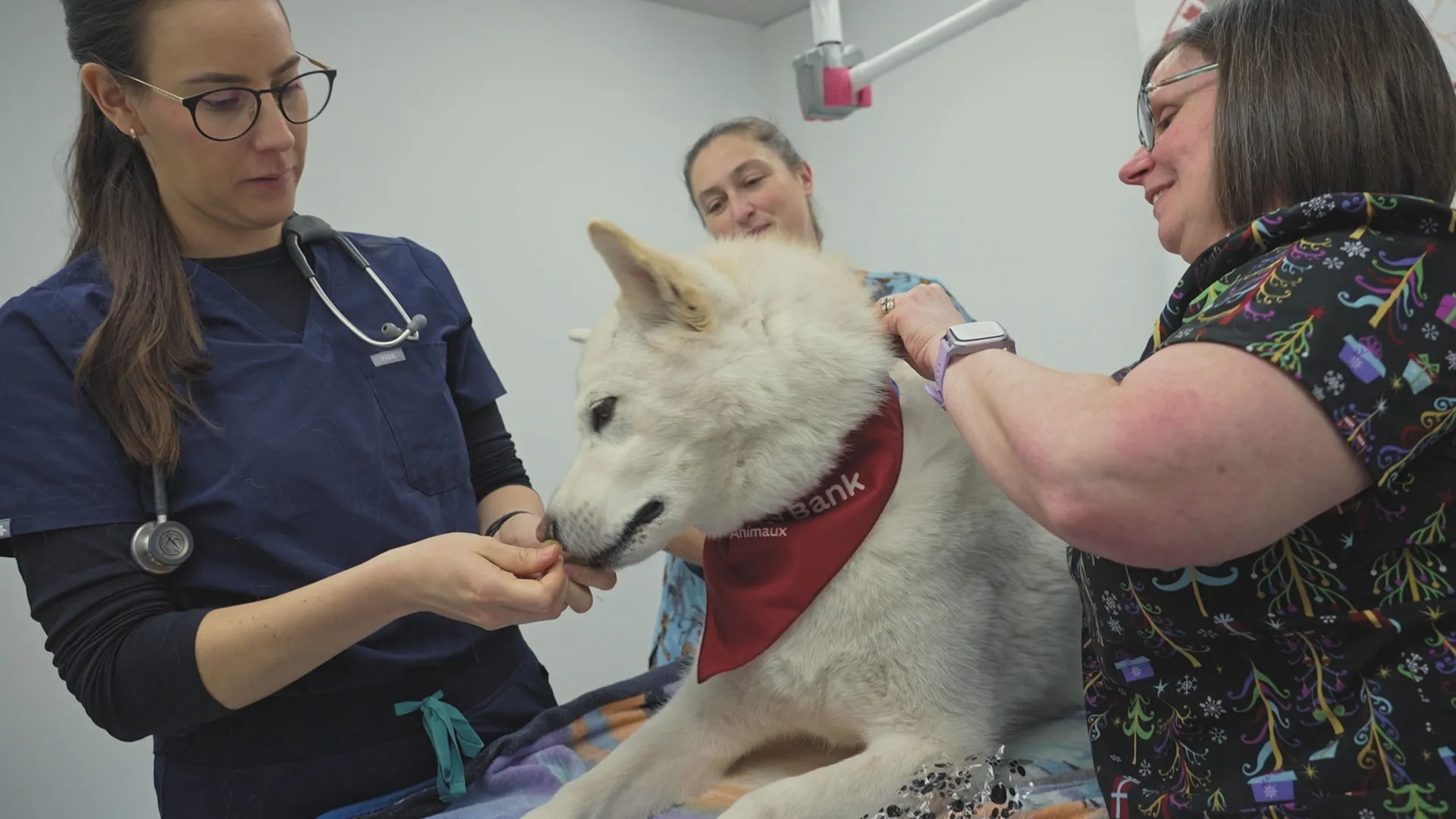 Three female veterinarians help a dog with a fluffy white coat.