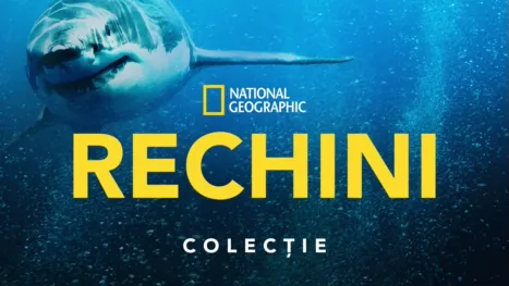 thumbnail - National Geographic  Rechini