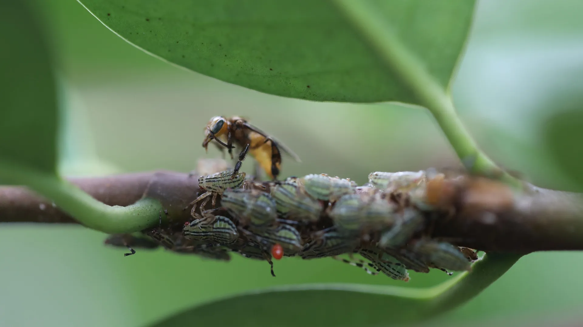 This image shows a social wasp, likely a Parachartergus species, tending to a group of treehopper nymphs. Secrets Of The Bees, National Geographic