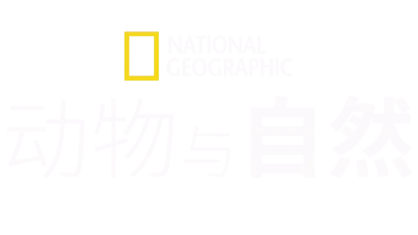 国家地理<br>动物与自然