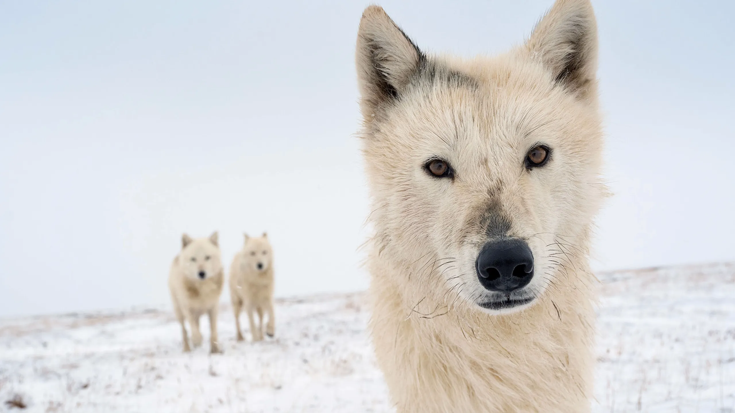 Arctic wolves photographed in the upcoming film, Disneynature's Wolf.