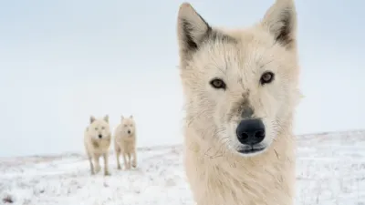 Arctic wolves photographed in the upcoming film, Disneynature's Wolf.