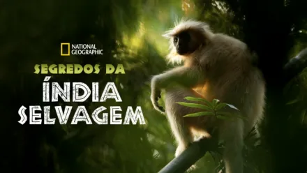 thumbnail - Segredos da Índia Selvagem
