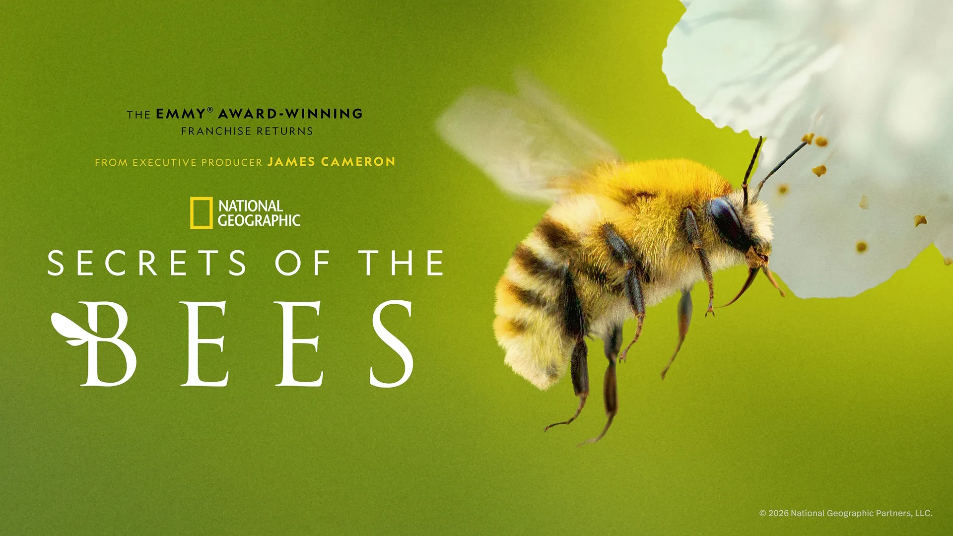 This image promotes the upcoming National Geographic television documentary series Secrets of the Bees. Secrets Of The Bees, National Geographic
