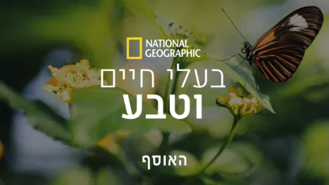 thumbnail - נשיונל ג'יאוגרפיק: בעלי חיים וטבע