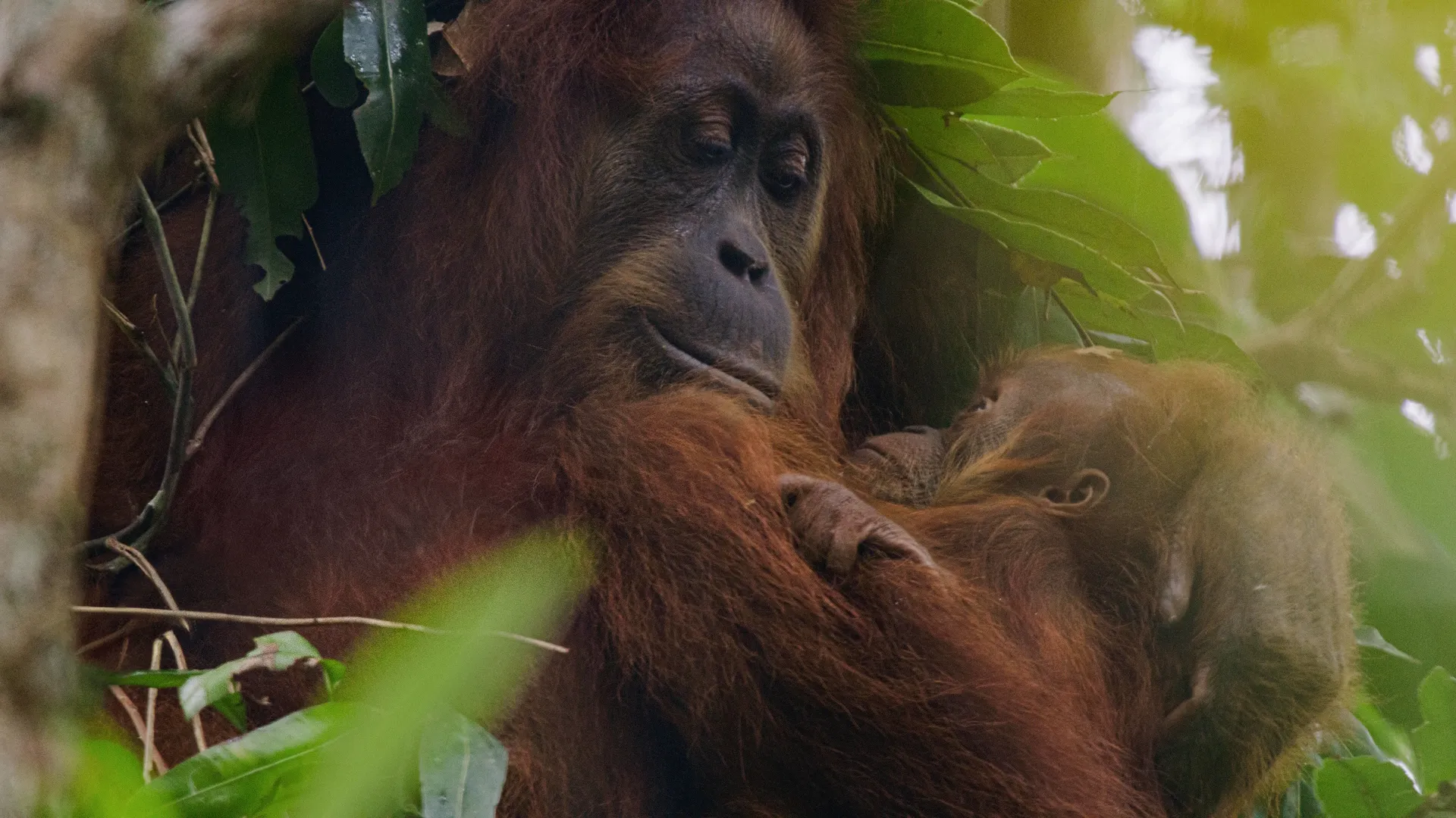 This image features a mother orangutan gently cradling her baby within a lush rainforest canopy. 
