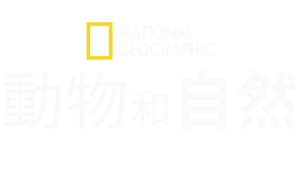 國家地理動物和自然