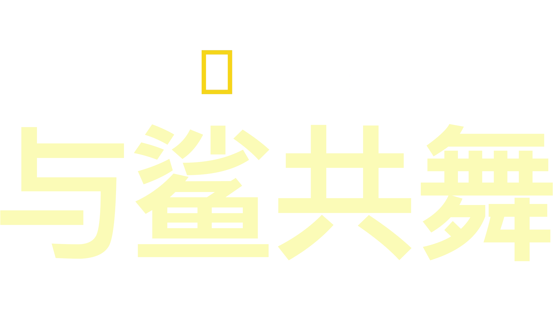 与鲨共舞