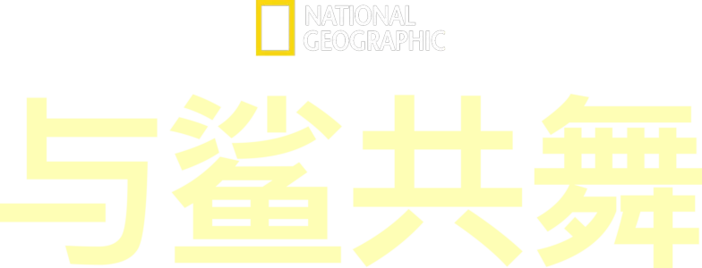 与鲨共舞