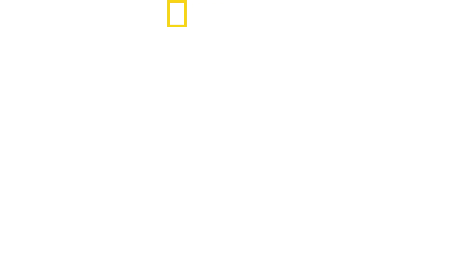 Squali: attacchi di gruppo