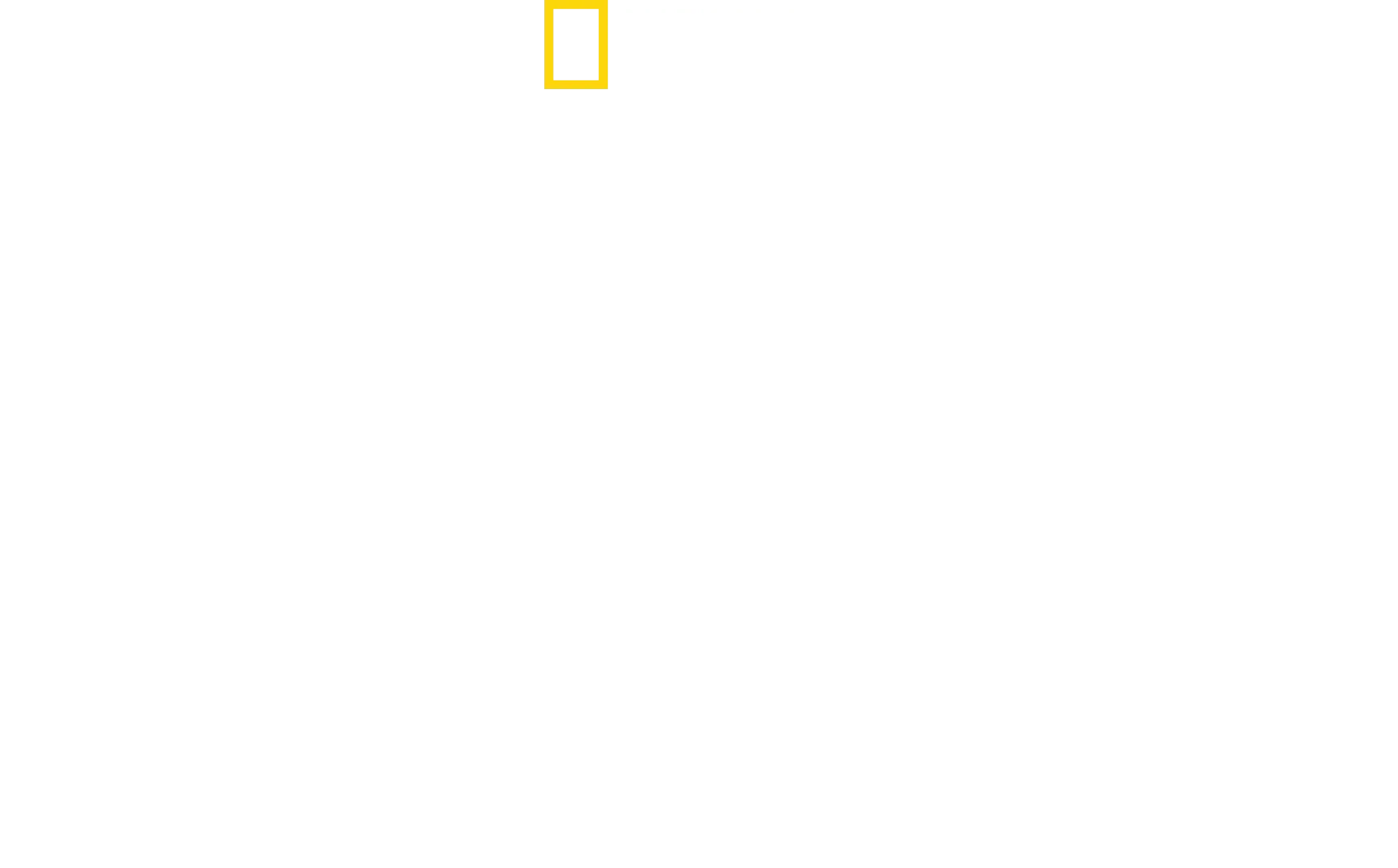 Squali: attacchi di gruppo
