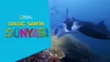 thumbnail - Dalgıç Sam'in Dünyası