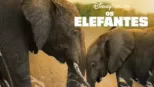 thumbnail - Os Elefantes