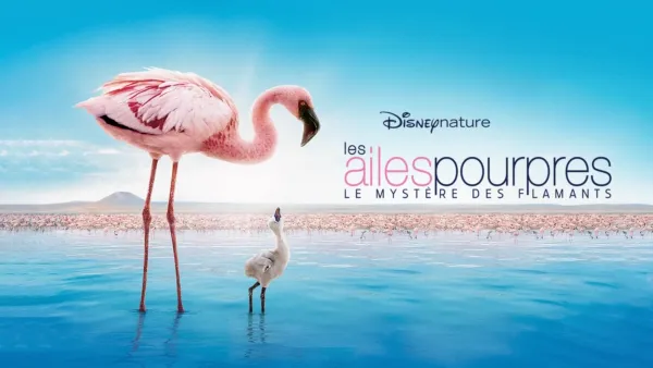 thumbnail - Les Ailes Pourpres: Le Mystère des Flamants