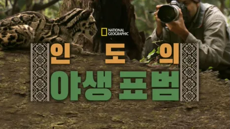 thumbnail - 인도의 야생 표범