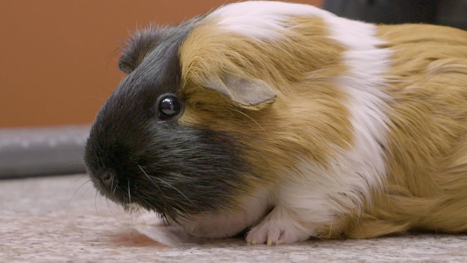 thumbnail - S9:E5 This Little Piggie Goes Beserk!